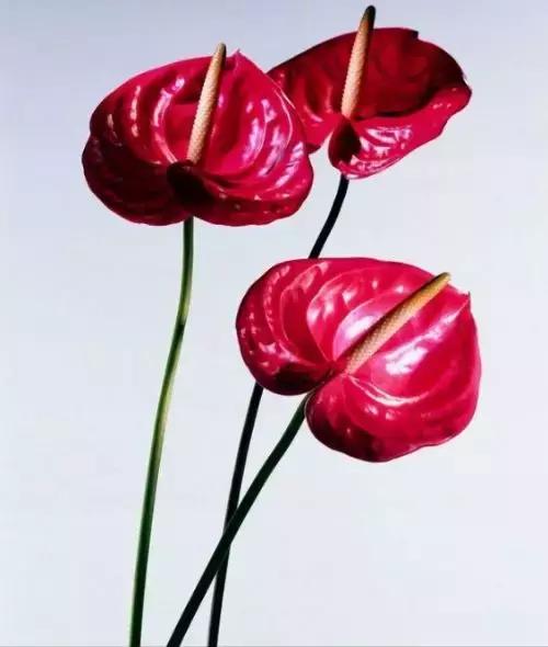 插花比赛全程指南,从入门到进阶的全方位教程