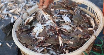 海鲜价格的历史背景、重大事件及地位探究