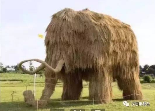 种植露地辣椒 第80页
