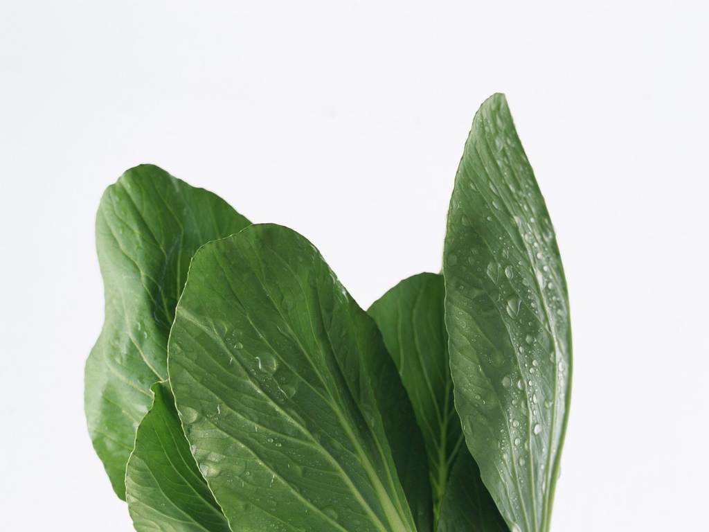 最新青菜种植秘籍，从入门到精通的全面指南
