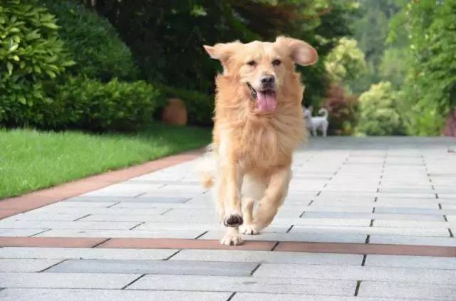 最新金毛幼犬训练秘籍，小巷深处的秘密乐园探索