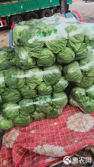 永年蔬菜价格绿果网，最新蔬菜价格信息一网打尽！