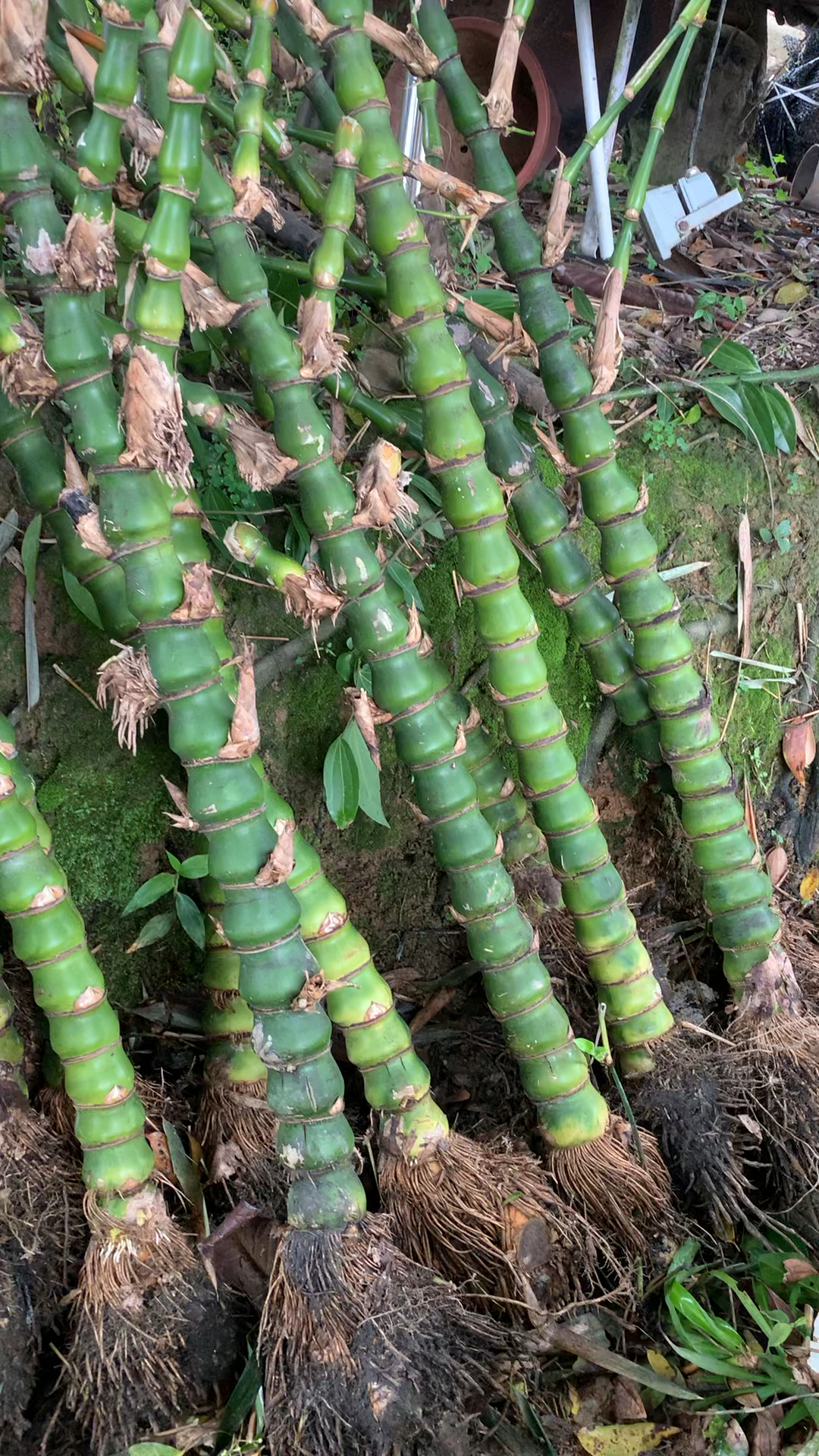 小红书揭秘佛肚竹价格大解密🎍