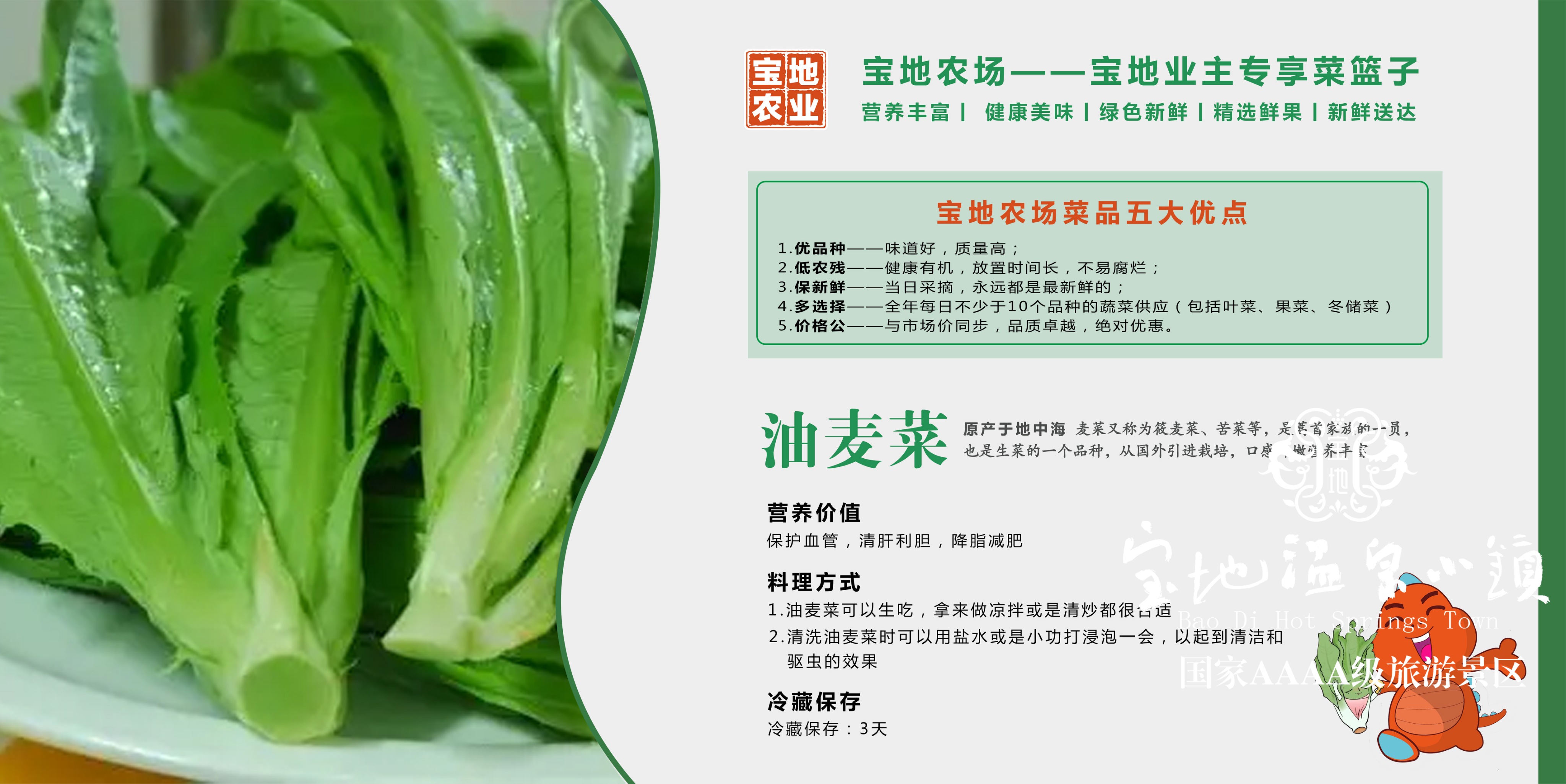 最新油麦菜价格行情分析与趋势预测