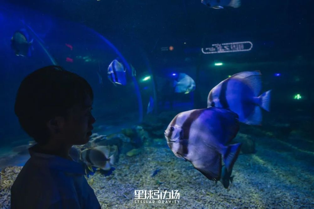 华阳海洋公园招聘信息揭秘，探寻蓝色海洋魅力的神秘角落