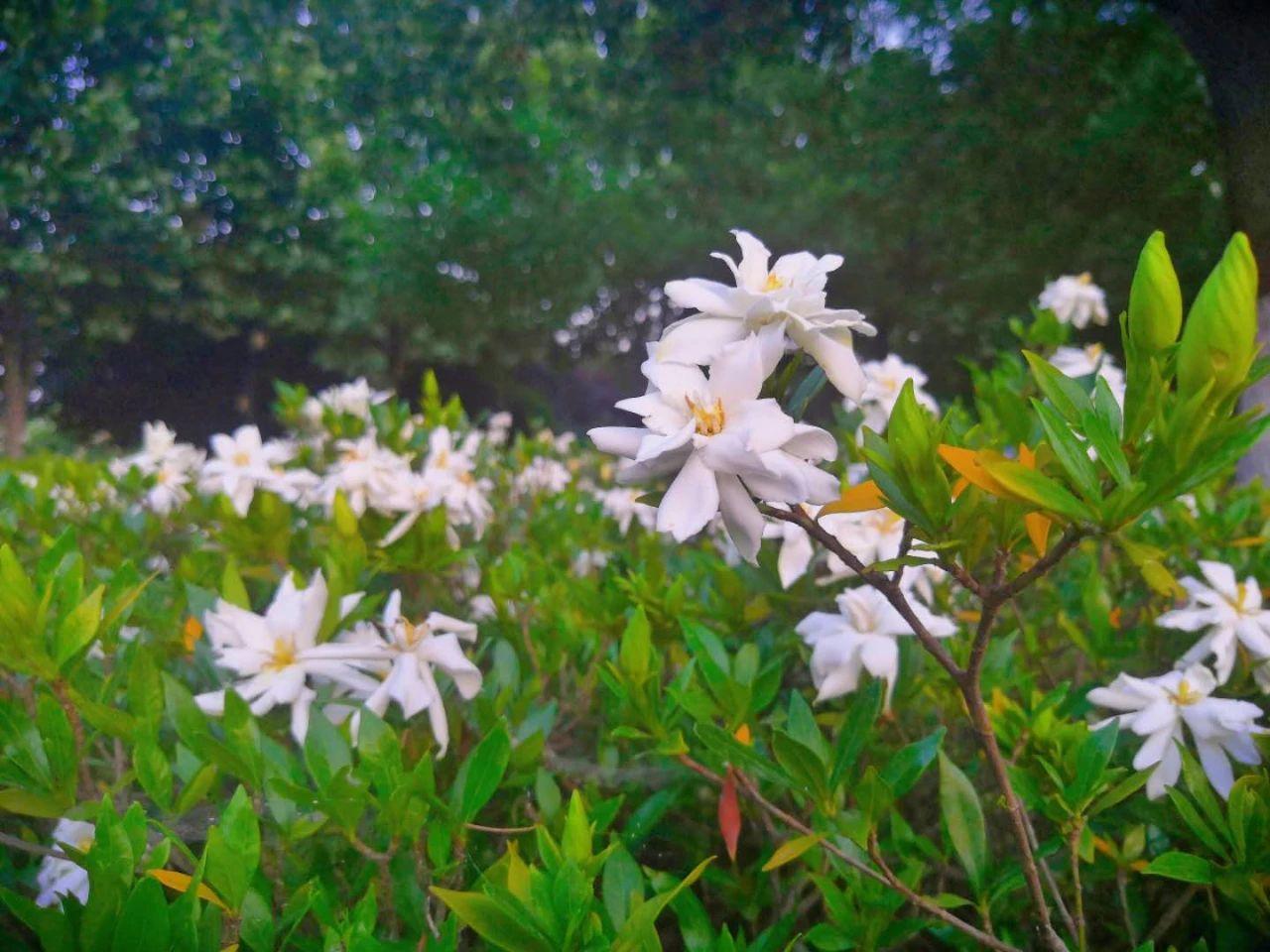 瓜果蔬菜种植忙 第49页