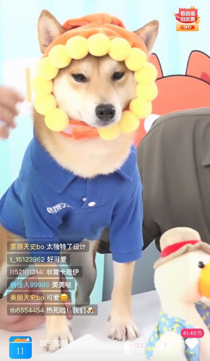直播狗最新版本，从幕后到舞台的励志人生之旅