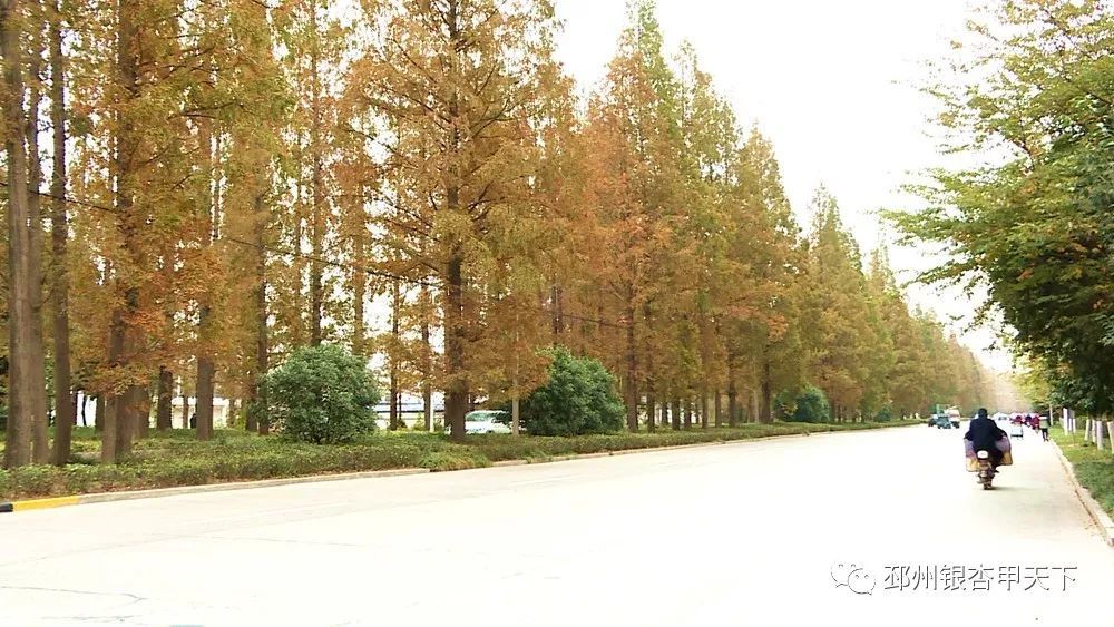 邳州水杉御景最新房价，前沿居住体验，科技与生活的完美融合