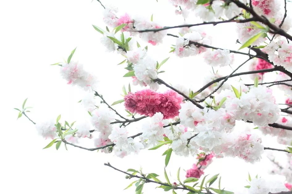 梅姨最新画作，自然美景之旅，探寻内心的宁静与平和